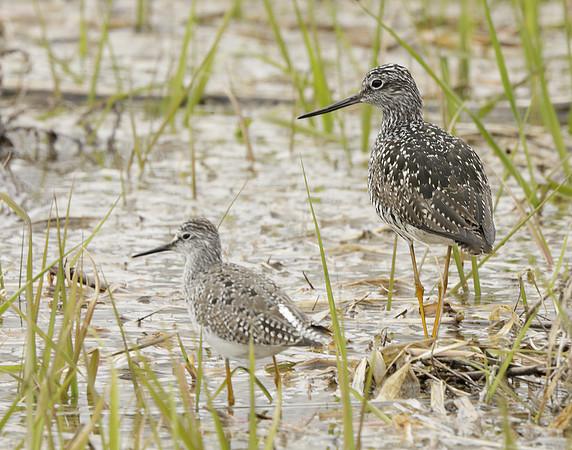 Greater Yellowlegs Tringa melanoleuca