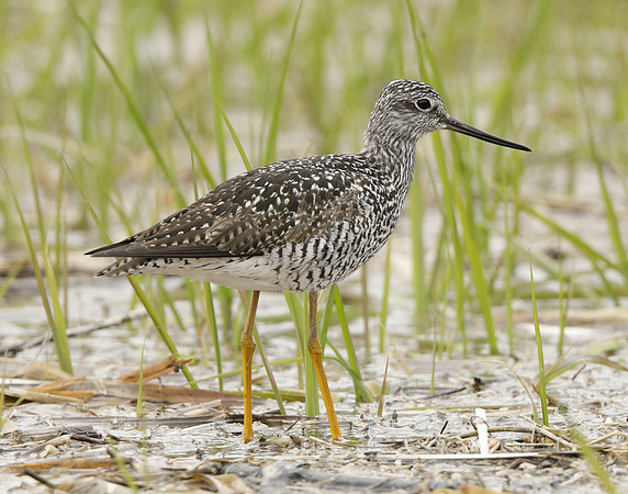 Greater Yellowlegs Tringa melanoleuca