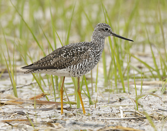 Greater Yellowlegs Tringa melanoleuca