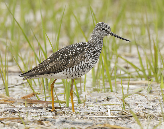 Greater Yellowlegs Tringa melanoleuca