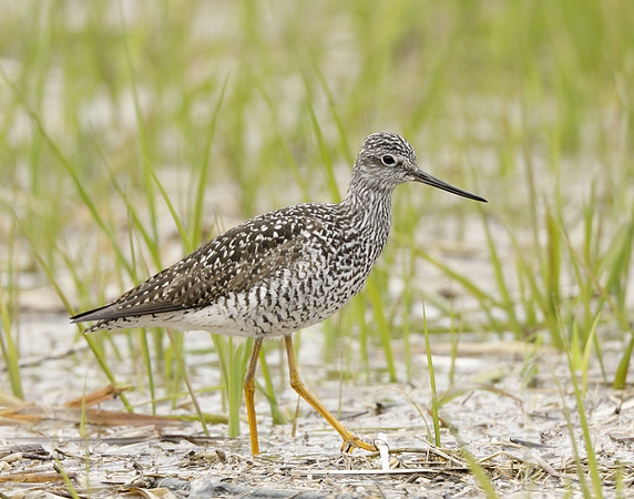 Greater Yellowlegs Tringa melanoleuca