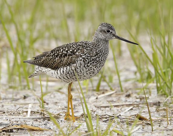 Greater Yellowlegs Tringa melanoleuca