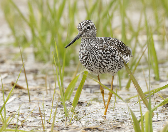 Greater Yellowlegs Tringa melanoleuca
