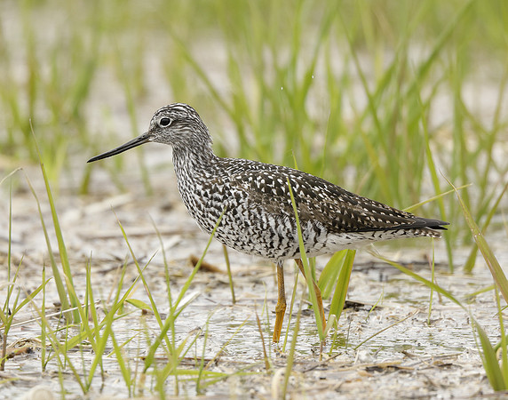 Greater Yellowlegs Tringa melanoleuca
