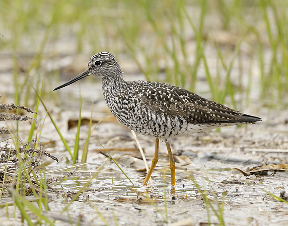 Greater Yellowlegs Tringa melanoleuca