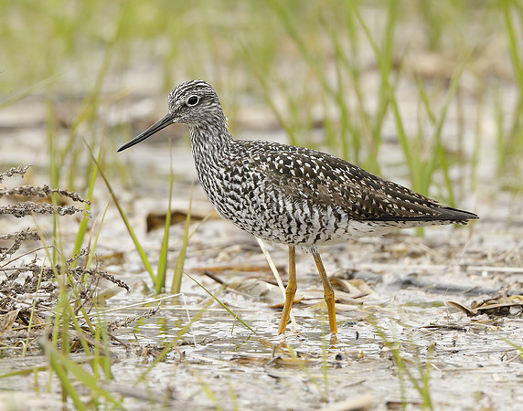 Greater Yellowlegs Tringa melanoleuca