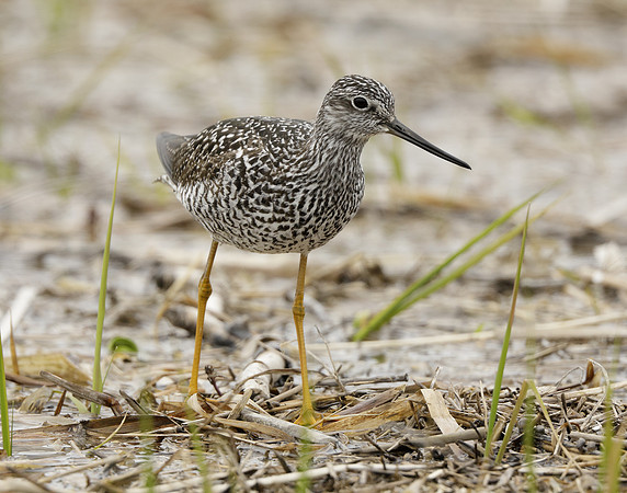 Greater Yellowlegs Tringa melanoleuca