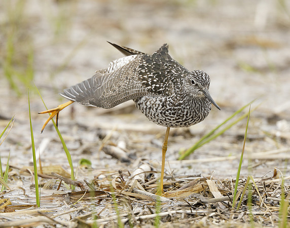 Greater Yellowlegs Tringa melanoleuca