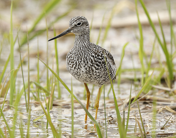 Greater Yellowlegs Tringa melanoleuca