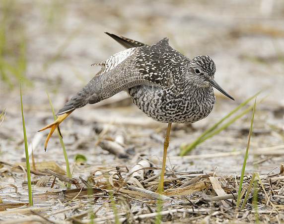 Greater Yellowlegs Tringa melanoleuca