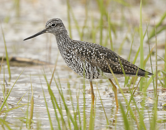 Greater Yellowlegs Tringa melanoleuca