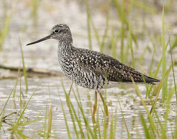 Greater Yellowlegs Tringa melanoleuca