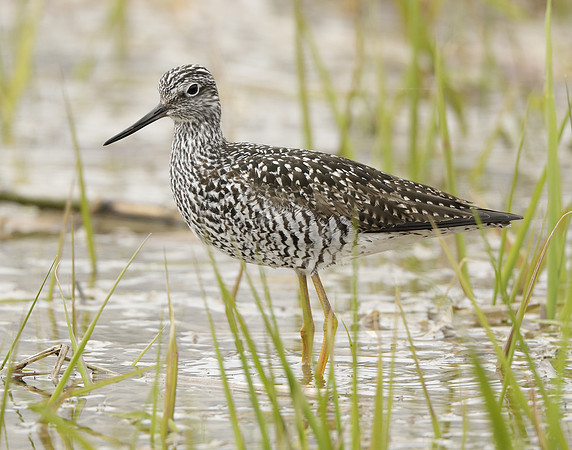 Greater Yellowlegs Tringa melanoleuca