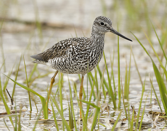 Greater Yellowlegs Tringa melanoleuca