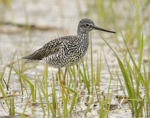 Greater Yellowlegs Tringa melanoleuca