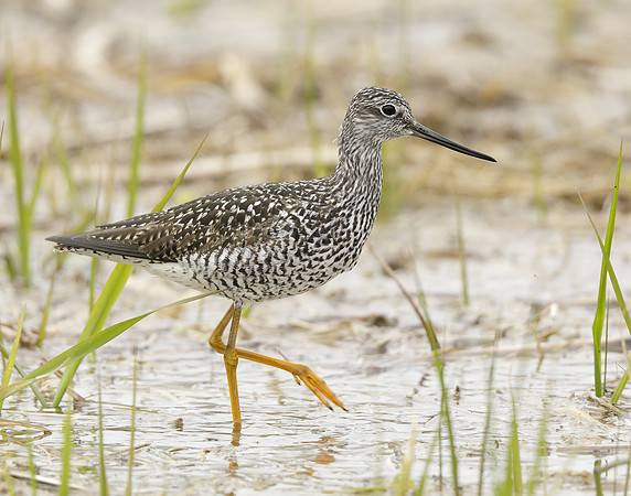 Greater Yellowlegs Tringa melanoleuca
