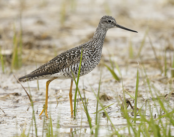 Greater Yellowlegs Tringa melanoleuca