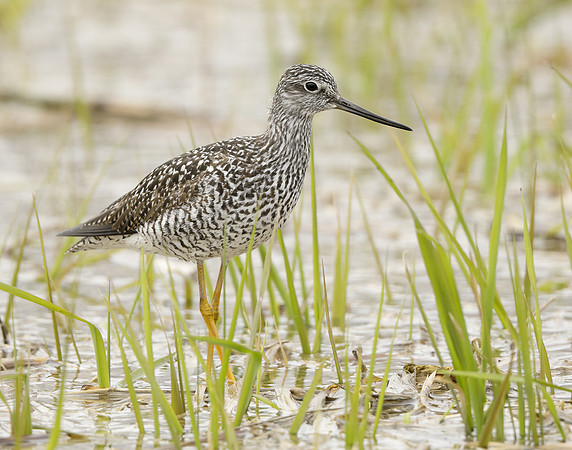 Greater Yellowlegs Tringa melanoleuca