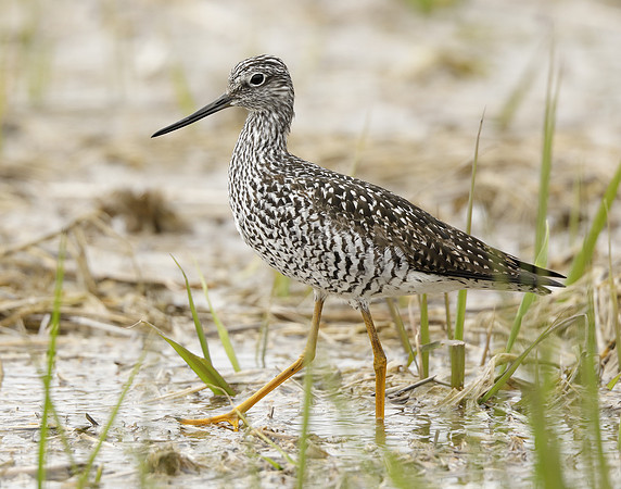 Greater Yellowlegs Tringa melanoleuca