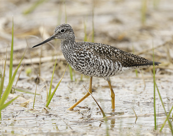 Greater Yellowlegs Tringa melanoleuca