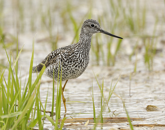 Greater Yellowlegs Tringa melanoleuca