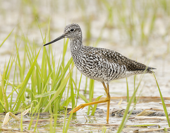 Greater Yellowlegs Tringa melanoleuca
