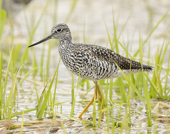 Greater Yellowlegs Tringa melanoleuca