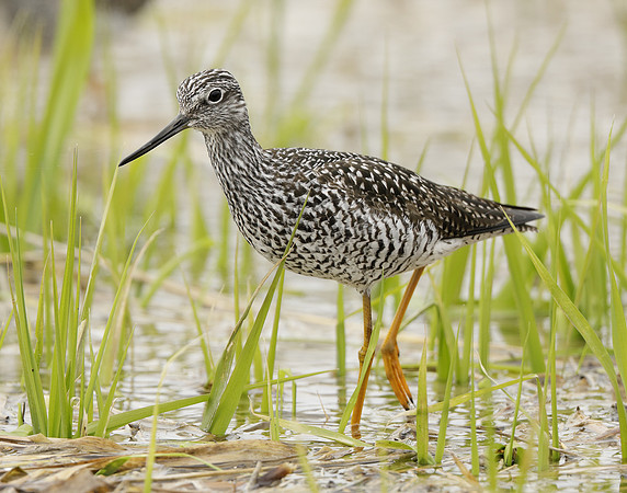 Greater Yellowlegs Tringa melanoleuca