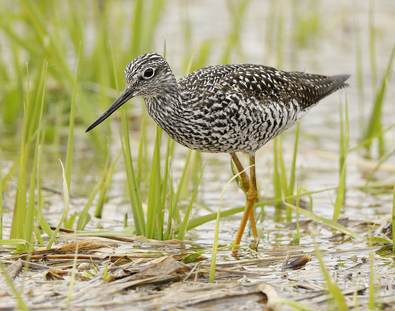 Greater Yellowlegs Tringa melanoleuca