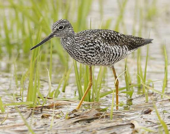 Greater Yellowlegs Tringa melanoleuca