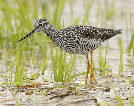 Greater Yellowlegs Tringa melanoleuca