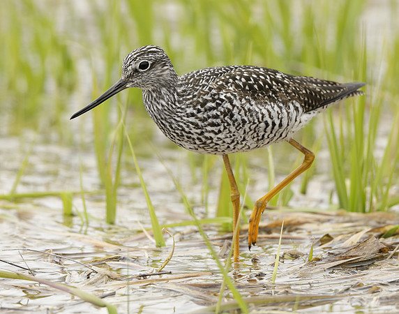 Greater Yellowlegs Tringa melanoleuca