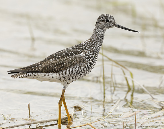 Greater Yellowlegs Tringa melanoleuca