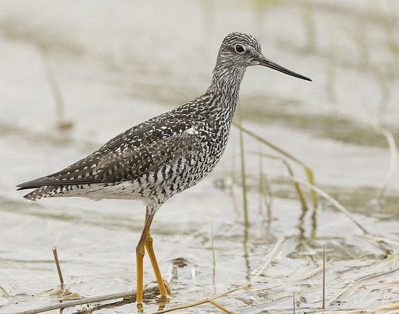 Greater Yellowlegs Tringa melanoleuca