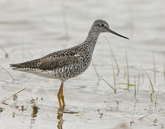 Greater Yellowlegs Tringa melanoleuca