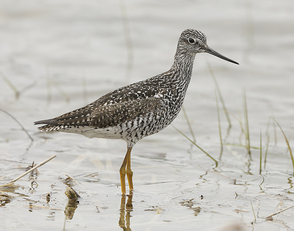 Greater Yellowlegs Tringa melanoleuca