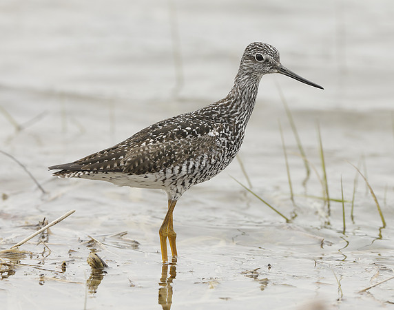 Greater Yellowlegs Tringa melanoleuca