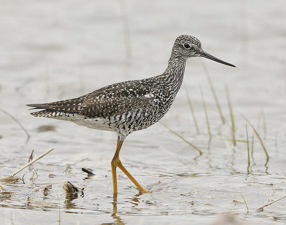 Greater Yellowlegs Tringa melanoleuca