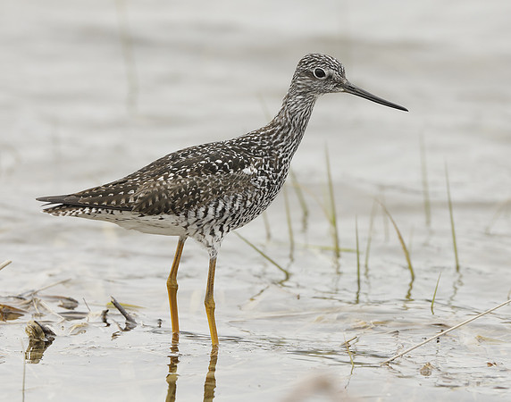 Greater Yellowlegs Tringa melanoleuca
