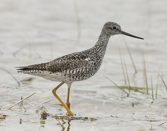 Greater Yellowlegs Tringa melanoleuca