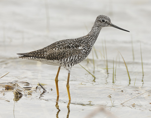Greater Yellowlegs Tringa melanoleuca