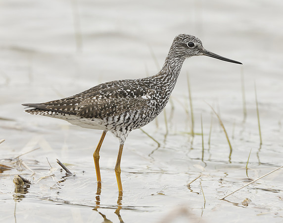 Greater Yellowlegs Tringa melanoleuca