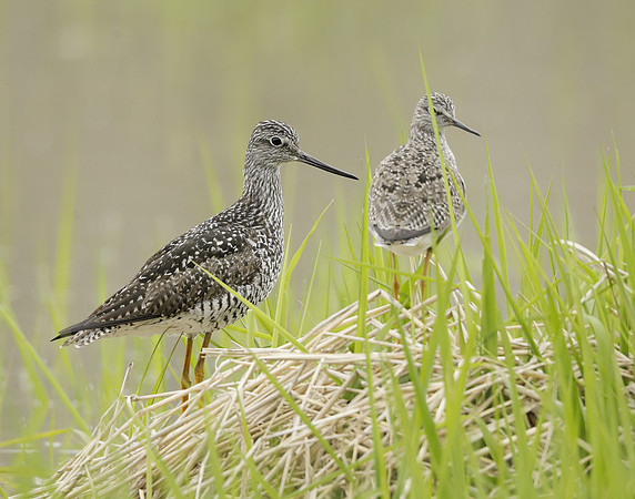 Greater Yellowlegs Tringa melanoleuca