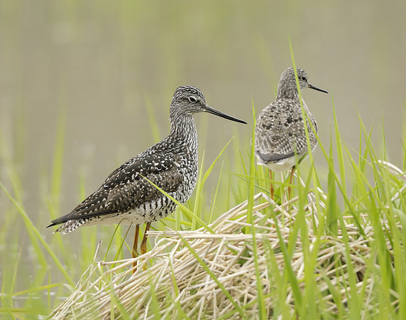 Greater Yellowlegs Tringa melanoleuca
