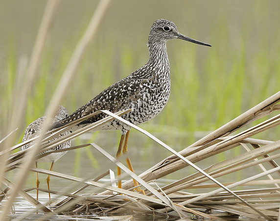Greater Yellowlegs Tringa melanoleuca