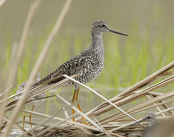 Greater Yellowlegs Tringa melanoleuca