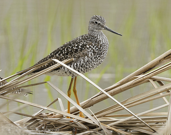Greater Yellowlegs Tringa melanoleuca