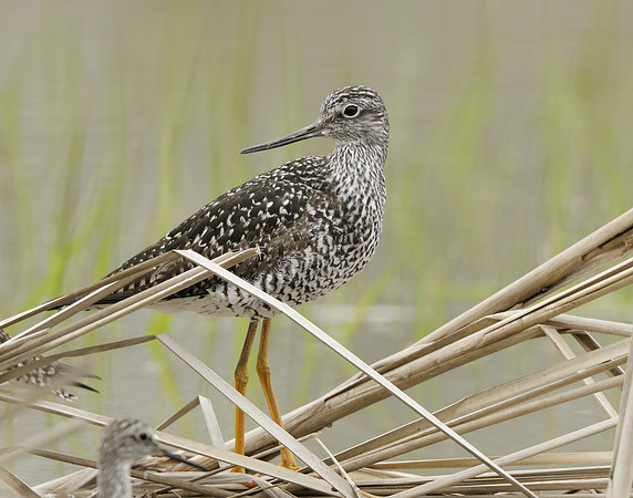 Greater Yellowlegs Tringa melanoleuca