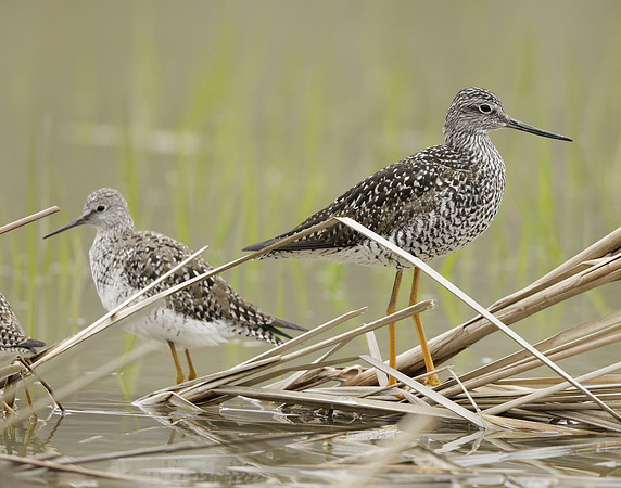 Greater Yellowlegs Tringa melanoleuca