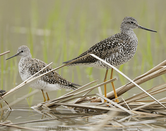 Greater Yellowlegs Tringa melanoleuca